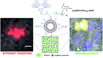 Graphical abstract: Selective recognition of anionic cell membranes using targeted liposomes coated with zinc(ii)-bis(dipicolylamine) affinity units