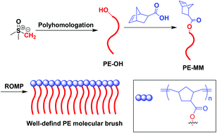 Graphical abstract: Well-defined polyethylene molecular brushes by polyhomologation and ring opening metathesis polymerization