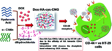 Graphical abstract: Redox-responsive cystamine conjugated chitin–hyaluronic acid composite nanogels