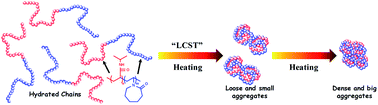 Graphical abstract: LCST transition of PNIPAM-b-PVCL in water: cooperative aggregation of two distinct thermally responsive segments