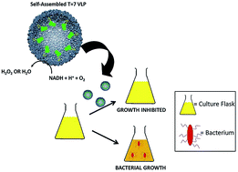 Graphical abstract: Constructing catalytic antimicrobial nanoparticles by encapsulation of hydrogen peroxide producing enzyme inside the P22 VLP