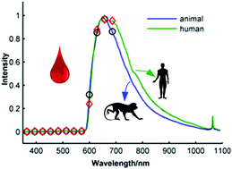 Graphical abstract: Optimal wavelength selection for visible diffuse reflectance spectroscopy discriminating human and nonhuman blood species