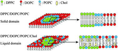 Graphical abstract: Physical properties of the hybrid lipid POPC on micrometer-sized domains in mixed lipid membranes