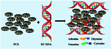 Graphical abstract: Selective detection of Escherichia coli DNA using fluorescent carbon spindles