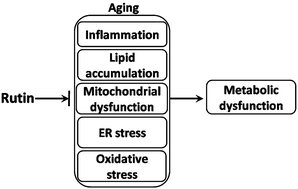 Graphical abstract: Rutin protects against aging-related metabolic dysfunction