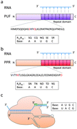 Graphical abstract: Engineering reprogrammable RNA-binding proteins for study and manipulation of the transcriptome