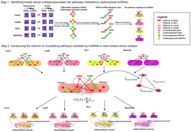 Graphical abstract: Identifying the crosstalk of dysfunctional pathways mediated by lncRNAs in breast cancer subtypes