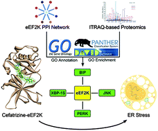 Graphical abstract: Integrative bioinformatics and proteomics-based discovery of an eEF2K inhibitor (cefatrizine) with ER stress modulation in breast cancer cells