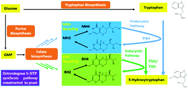Graphical abstract: Molecular basis of 5-hydroxytryptophan synthesis in Saccharomyces cerevisiae