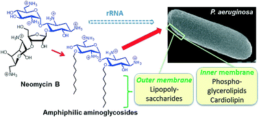 Graphical abstract: Bacterial lipid membranes as promising targets to fight antimicrobial resistance, molecular foundations and illustration through the renewal of aminoglycoside antibiotics and emergence of amphiphilic aminoglycosides