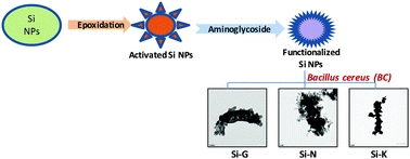 Graphical abstract: Synthesis and antimicrobial activity of aminoglycoside-conjugated silica nanoparticles against clinical and resistant bacteria