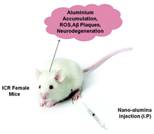 Graphical abstract: Nanoscale-alumina induces oxidative stress and accelerates amyloid beta (Aβ) production in ICR female mice