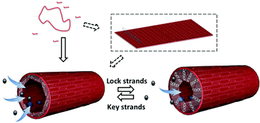 Graphical abstract: A switchable DNA origami nanochannel for regulating molecular transport at the nanometer scale