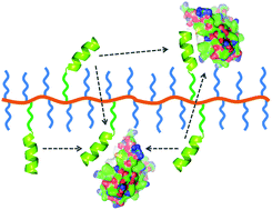 Graphical abstract: Multivalent peptides displayed on OEGMA-based copolymers for the modulation of protein–protein interactions