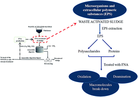 Graphical abstract: Free nitrous acid breaks down extracellular polymeric substances in waste activated sludge