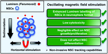 Graphical abstract: Deploying clinical grade magnetic nanoparticles with magnetic fields to magnetolabel neural stem cells in adherent versus suspension cultures