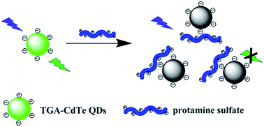 Graphical abstract: Investigation the interaction between protamine sulfate and CdTe quantum dots with spectroscopic techniques