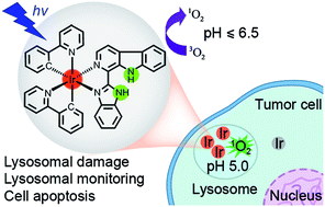 Graphical abstract: Cyclometalated iridium(iii) complexes as lysosome-targeted photodynamic anticancer and real-time tracking agents