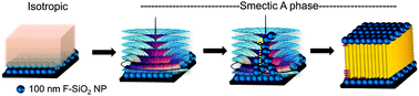 Graphical abstract: Synergistic assembly of nanoparticles in smectic liquid crystals