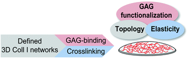 Graphical abstract: Glycosaminoglycan functionalization of mechanically and topologically defined collagen I matrices
