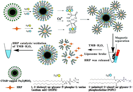 Graphical abstract: Phosphatidylserine-functionalized Fe3O4@SiO2 nanoparticles combined with enzyme-encapsulated liposomes for the visual detection of Cu2+