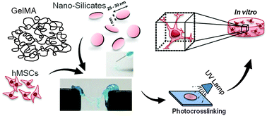 Graphical abstract: Nanoengineered biomimetic hydrogels for guiding human stem cell osteogenesis in three dimensional microenvironments
