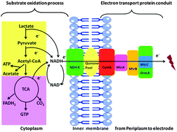 Graphical abstract: Improving electron trans-inner membrane movements in microbial electrocatalysts
