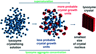 Graphical abstract: A view on the aggregation issue in lysozyme crystallization