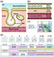 Graphical abstract: In vitro nasal mucosa gland-like structure formation on a chip