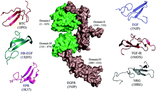 Graphical abstract: Docking and molecular dynamics simulation study of EGFR1 with EGF-like peptides to understand molecular interactions