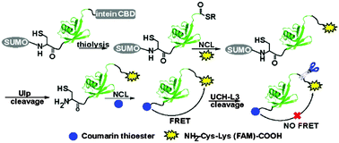 Graphical abstract: Dual-labeling of ubiquitin proteins by chemoselective reactions for sensing UCH-L3