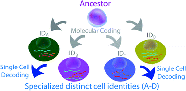 Graphical abstract: Cellular identity at the single-cell level