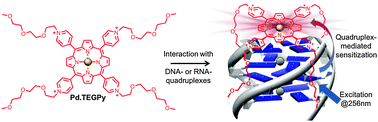 Graphical abstract: DNA structure-specific sensitization of a metalloporphyrin leads to an efficient in vitro quadruplex detection molecular tool