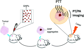 Graphical abstract: Salt-induced aggregation of gold nanoparticles for photoacoustic imaging and photothermal therapy of cancer