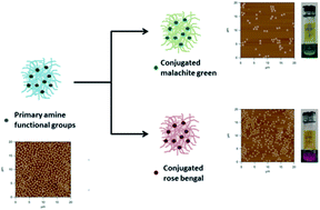 Graphical abstract: Design of functional cationic microgels as conjugation scaffolds