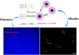 Graphical abstract: Synthesis and pH-responsive self-assembly behavior of a fluorescent amphiphilic triblock copolymer mPEG-b-PCL-b-PDMAEMA-g-PC for the controlled intracellular delivery of doxorubicin