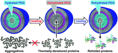Graphical abstract: Short polyethylene glycol chains densely bound to soft nanotube channels for inhibition of protein aggregation