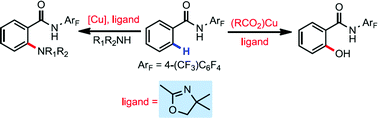 Graphical abstract: Identification of monodentate oxazoline as a ligand for copper-promoted ortho-C–H hydroxylation and amination