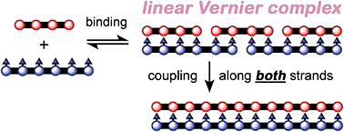 Graphical abstract: Template-directed synthesis of linear porphyrin oligomers: classical, Vernier and mutual Vernier