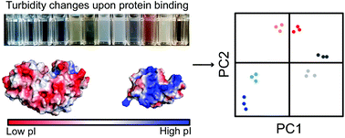 Graphical abstract: Charged poly(N-isopropylacrylamide) nanogels for use as differential protein receptors in a turbidimetric sensor array