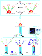 Graphical abstract: Sensitive and selective detection of the p53 gene based on a triple-helix magnetic probe coupled to a fluorescent liposome hybridization assembly via rolling circle amplification