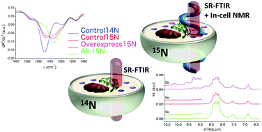 Graphical abstract: 15N isotopic labelling for in-cell protein studies by NMR spectroscopy and single-cell IR synchrotron radiation FTIR microscopy: a correlative study