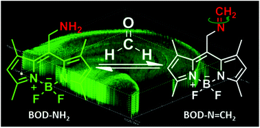 Graphical abstract: A reversible fluorescent probe based on C [[double bond, length as m-dash]] N isomerization for the selective detection of formaldehyde in living cells and in vivo