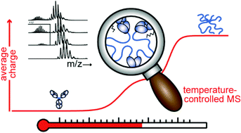 Graphical abstract: Multi-step conformational transitions in heat-treated protein therapeutics can be monitored in real time with temperature-controlled electrospray ionization mass spectrometry