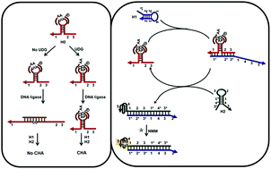 Graphical abstract: Uracil removal-inhibited ligase reaction in combination with catalytic hairpin assembly for the sensitive and specific detection of uracil-DNA glycosylase activity