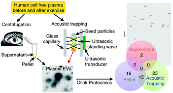 Graphical abstract: Effect of exercise on the plasma vesicular proteome: a methodological study comparing acoustic trapping and centrifugation