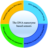 Graphical abstract: Applications of DNA-nanozyme-based sensors