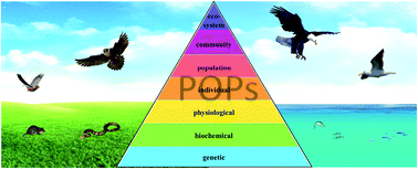Graphical abstract: Ecotoxicology of persistent organic pollutants in birds