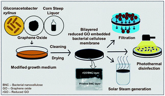 Graphical abstract: One-step biosynthesis of a bilayered graphene oxide embedded bacterial nanocellulose hydrogel for versatile photothermal membrane applications