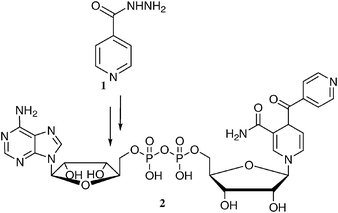 allegra and heart medications allegra medication wiki